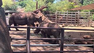 Turtle Back Zoo Rhinos [upl. by Weisbart]