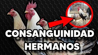 Consanguinidad En Los Gallos  Como Conservar Una Linea De Gallos [upl. by Ihana166]