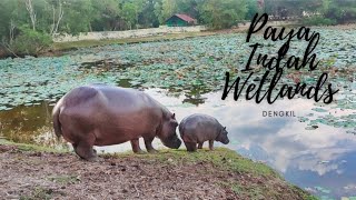 PAYA INDAH WETLANDS DENGKIL [upl. by Ruhtua133]