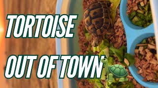 My tortoises went for out of town [upl. by Abdella]