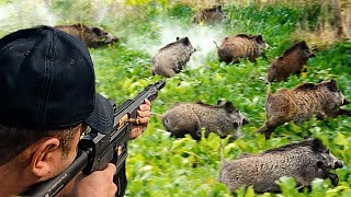 PANCAR TARLASINDA HEYECAN DOLU BİR DOMUZ AVI Best wild boar hunting top 50 hog hunts pig [upl. by Lose]