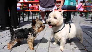 Stadtfest in Lichtenfels [upl. by Reuven]