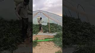 Pest control process for greenhouse watermelons [upl. by Chantal110]