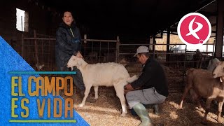 Leche de cabra para los mamantones de Chabeli  El campo es vida [upl. by Santiago]