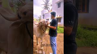 Love 🥰 erudhukattu tamilshorts ipl erthukattu cricket eruthu erudukattu [upl. by Areht]