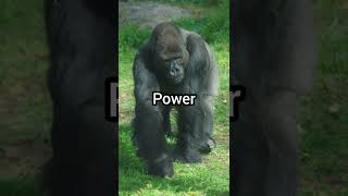 bornean orangutan vs silverback gorilla borneanorangutan silverbackgorilla vsedits fypviral [upl. by Isadora]