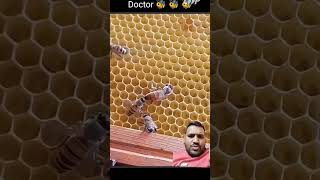 Doctor bee😳😳 bee animals nature cute amazing queenbee queen doctors bees monkeys honeybee [upl. by Yur]