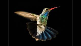 Pasarea Colibri  Toti suntem putin luati [upl. by Allain]