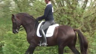 PDS Saddles  The Carl Hester Collection [upl. by Surtimed]