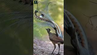 Bird❎ Sound Recorder ✅birds bird lyrebird animallover facts shorts [upl. by Zak473]