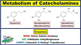 Metabolism of Catecholamines Dopamine Noradrenaline and Adrenaline [upl. by Creighton]