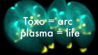 A Look at Toxoplasma Gondii [upl. by Ivanah]