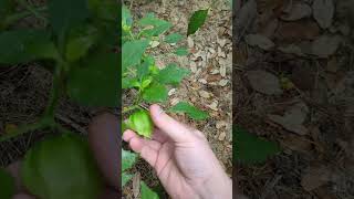 Perfectly Picked Tomatillos The Easy Squeeze Test for Harvest Time 🌿🍈 [upl. by Fina344]