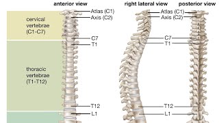 VERTEBRAL COLUMN drphysiosurat0269 vertebral vertebralcolumn cervical thoraciclumbar coccyx [upl. by Deeanne]