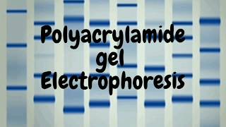 Polyacrylamide Gel Electrophoresis SDS PAGE [upl. by Behka]