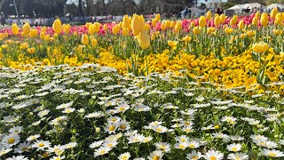 floriade canberra 2024 [upl. by Gerrit]