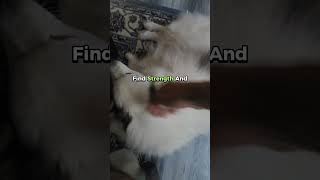 dogsofyoutube bibileversetoday dogsyourfriendsforever biblesays [upl. by Ttenaej]