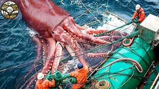 Humboldt Squid Fishing Amazing Million tons of Humboldt Squid caught in this way [upl. by Camel838]