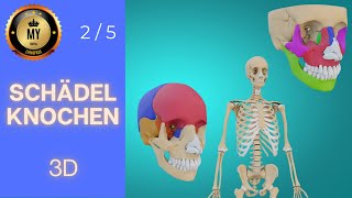 Anatomie des Schädels Ein umfassender Leitfaden in 3D 4k [upl. by Eserahc]