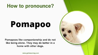 How to pronounce Pomapoo in English correctly [upl. by Hizar]