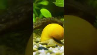 Good Tank Mates for Betta Fish Bristlenose Pleco [upl. by Stichter268]