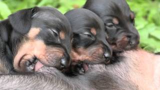 Cute Dachshund Puppies Suckling [upl. by Aulea]