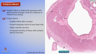 Histology of Corpus luteum  Shotgun Histology [upl. by Bobina]