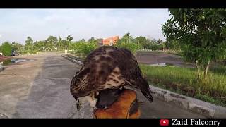 FALCONRY hunting with crested goshawk berburu menggunakan elang Her first season in 2019 [upl. by Ailad893]