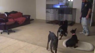 Doberman Pinscher House Training Puppies [upl. by Dera881]