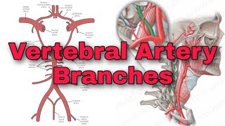 Vertebral Artery Branches  Basilar Artery  Communicating Artery  EduLesson [upl. by Anatolio172]