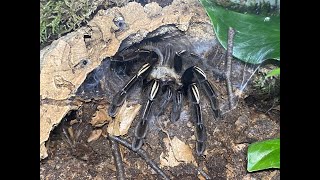 Ephebopus murinus Skeleton tarantular rehouse and care [upl. by Geralda]