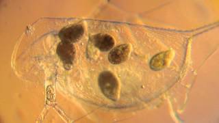 Tetrahymena pyriformis le système modèle des ciliés [upl. by Ellehsad]