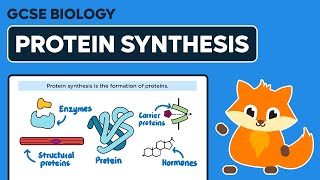 Protein Synthesis  GCSE Biology [upl. by Ellison]