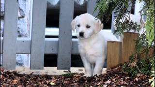 Golden Lab Puppies for Sale [upl. by Eliathas]