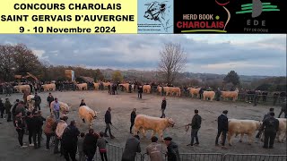 Concours Charolais à St Gervais dAuvergne un rendezvous annuel plébiscité par les éleveurs [upl. by Nivar]