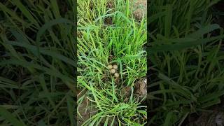 kala titer ke ande shortvideo farming animallover [upl. by Ulda655]