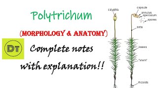 Bryophyta Polytrichum Morphology and Anatomy [upl. by Anizor856]