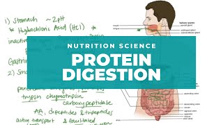 Protein Digestion and Nutrition Support [upl. by Uhej]