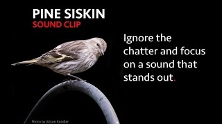 Pine Siskin  Sound Clip [upl. by Tirzah297]