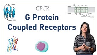 GPCR Cell Signaling II G Protein Coupled Receptors I Cell Signaling [upl. by Nussbaum552]