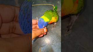 Rainbow lorikeet playing lorikeet short birds lorikeetparrotparakeet teambird [upl. by Ruskin393]