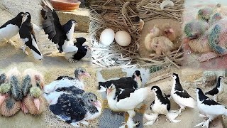 White and black pigeons 😍 breeding progress  Mere kabootar ka baccho ki video ❤️ 1day to 28day [upl. by Jerrine]