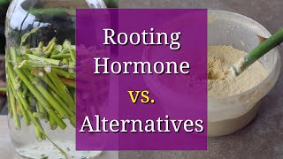 Rooting Hormone vs Homemade DIY Alternatives [upl. by Alfie]