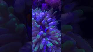 Clownfish and anemone [upl. by Nnylyaj684]