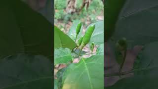 Birds Eye chilli harvesting  kathari mulaku VeggieVibesGreenGainsEatYourVeggiesVeggiePower [upl. by Nelaf374]