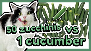 Mauri the Cucumber Cat Identifying A Cucumber Among 50 Zucchinis [upl. by Matronna671]