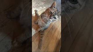 if your life so boring just watch this funny car🐱clip and youll happyfunny cat memes cute fyp [upl. by Nuli]