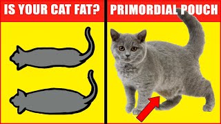 Why Do Cats Have Saggy Bellies and Is my Cat Fat [upl. by Dickenson]