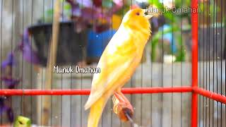 Canary song for mating training of beautiful Belgian canaries 118 [upl. by Wendie]