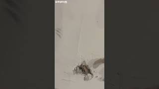 Cat Owner Finds Maintenance Workers Plastered Moggy BEHIND WALL  Dogtooth Media [upl. by Karilla]